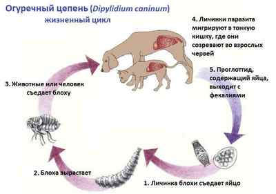 Огірковий ціпяк (дипилидиоз): симптоми і лікування у людини, кішок, собак