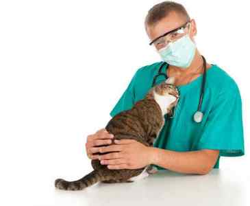 Огірковий ціпяк (дипилидиоз): симптоми і лікування у людини, кішок, собак