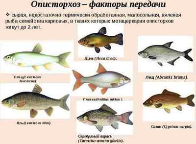 Опісторхоз в рибі: від якої риби можна заразитися, профілактика і список