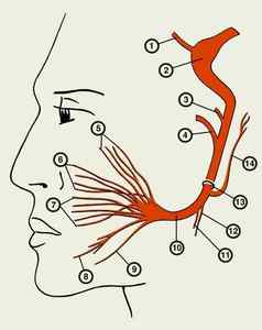 Особовий нерв: анатомія, симптоми ушкодження і лікування