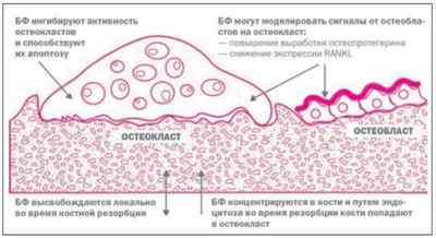 Остеогенон при переломах: відгуки, ефективний чи ні і як правильно приймати | Ревматолог