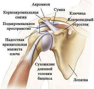 Остеохондроз плечового суглоба: симптоми і лікування в домашніх умовах, шийно-плечовий остеохондроз, болить рука від плеча | Ревматолог