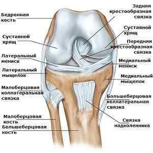 Остеопороз колінного суглоба: симптоми і лікування, як визначити, ліки Бонвіва і муміє остеопорозу, маркери остеопорозу | Ревматолог