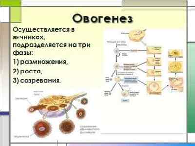 Овогенез і сперматогенез: відмінності і порівняння