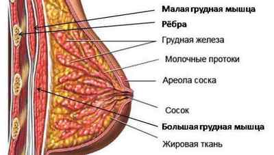 Папіломи (бородавки) на грудях і сосках: методи лікування
