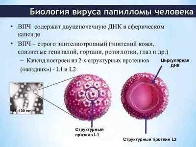 Папіломи в області клітора: особливості захворювання