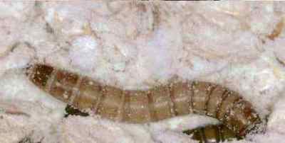 Паразити в борошні: черви, жучки і личинки, шкода для людини