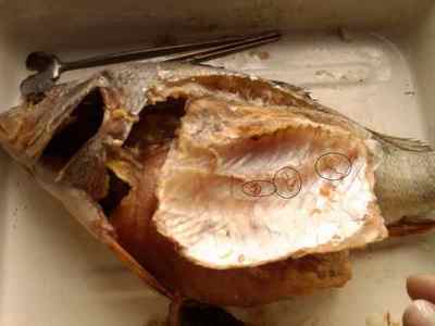 Паразити в минтай: фото глистів в рибі, чи можна їх їсти?