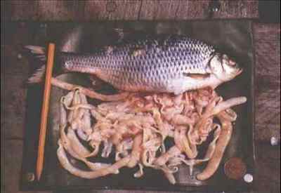 Паразити в рибі, небезпечні для людини: фото і назви