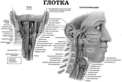 Парез гортані, причини, симптоми і лікування голосових звязок