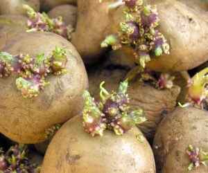 Паростки картоплі для лікування суглобів: відгуки і рецепт настоянки | Ревматолог