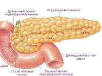 Підшлункова залоза: норма розмірів у дорослих, анатомія, фото, як виглядає