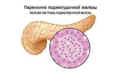 Підшлункова залоза: норма розмірів у дорослих, анатомія, фото, як виглядає