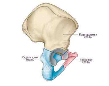 Перелом сідничної кістки - симптоми і лікування