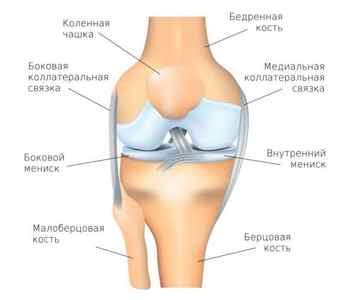 Перелом виростків колінного суглоба: лікування і що це таке, реабілітація та наслідки | Ревматолог