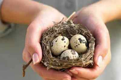 Перепелині яйця: користь і шкода для чоловіків (рецепти)