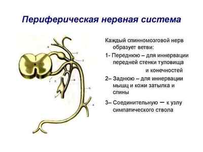 Периферична нервова система людини, функції, будова