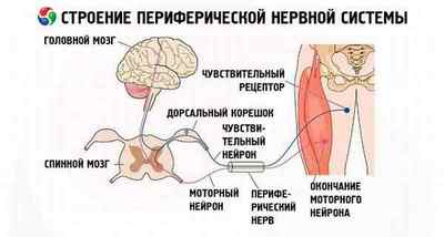 Периферична нервова система людини, функції, будова