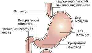 Пилорический відділ шлунка: які функції виконує, хвороби і їх лікування