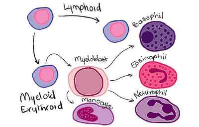 Плазматичні клітини в загальному аналізі крові