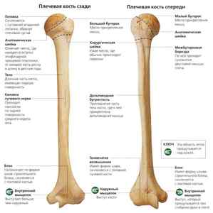 Плечова кістка - анатомія і пошкодження