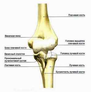 Плечова кістка людини: анатомія і будова, фото анатомічної шийки плечової кістки, малий горбок | Ревматолог