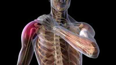 Плечовий суглоб: будова і анатомія у людини, сумки і мязи плечового суглоба, якими кістками утворений плечовий суглоб | Ревматолог