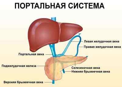 Портальна гіпертензія при цирозі печінки: лікування, причини, симптоми