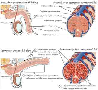 Препарат ярсагумба: для посилення чоловічої потенції