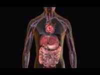 Приступ підшлункової залози: симптоми, як його зняти, лікування, що робити