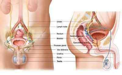 Рак яєчка у чоловіків: симптоми, причини, діагностика та лікування