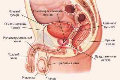 Репродуктивна система чоловіка: будова і фізіологічні особливості