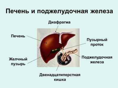 Роль печінки в організмі людини