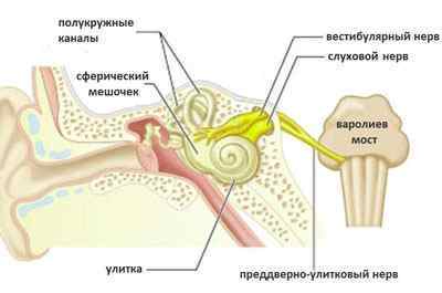 Що таке неврит слухового нерва, його симптоми і лікування