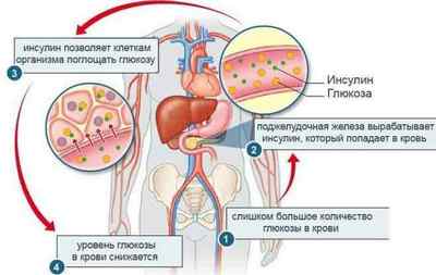 Що таке інсулін в організмі людини: гормон підшлункової залози