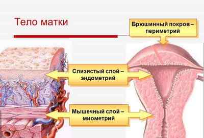 Що являє собою структура неоднорідного міометрія