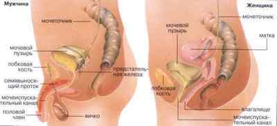 Сечовипускальний канал у чоловіків і жінок (уретра)