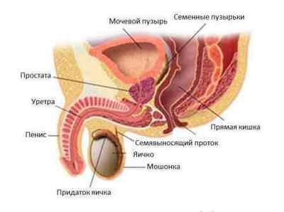 Сечовипускання у чоловіків (дірузія): види порушень та їх лікування