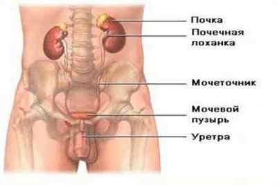 Сечовий міхур у чоловіків: розташування, обсяг і хвороби (симптоми і лікування)