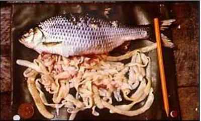 Селітерная риба: чи можна їсти і як виглядає червяк, фото