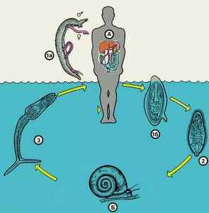 Шистосоми: звідки беруться паразити, фото, симптоми і лікування у людини народними засобами