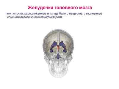 Шлуночки головного мозку, їх місце розташування і будова