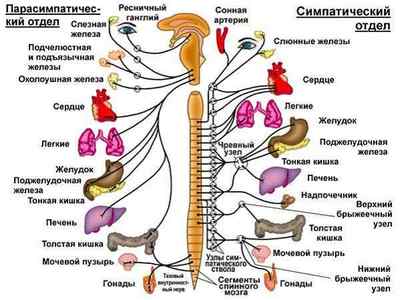 Симпатична нервова система і парасимпатична, функції, регуляція, відділи