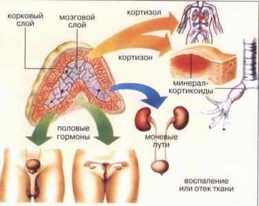 Симптоми і лікування аденоми наднирника у жінок і чоловіків