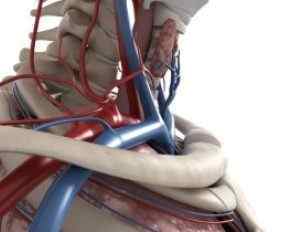 Синдром хребетної артерії при шийному остеохондрозі: симптоми і лікування | Ревматолог