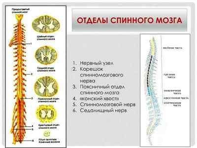 Синдром кінського хвоста спинного мозку причини і лікування