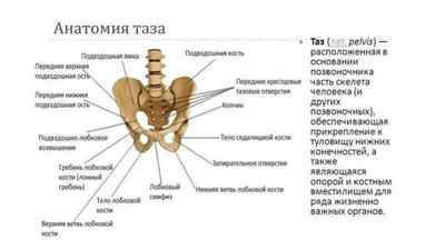 Скелет таза людини: фото з описом кісток, анатомія тазу жінки, тазова кістка на латині, будова | Ревматолог