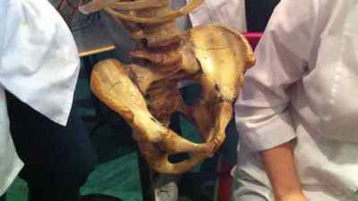 Скелет таза людини: фото з описом кісток, анатомія тазу жінки, тазова кістка на латині, будова | Ревматолог