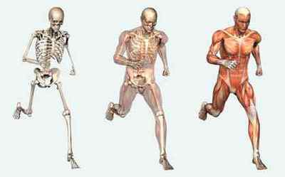 Скільки важать кістки людини?