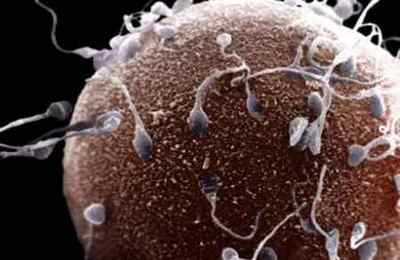 Скільки живуть сперматозоїди в піхві, повітрі та інших умовах
